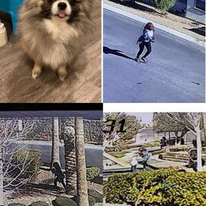2nd Image of Xiong Xiong, Lost Dog