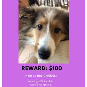 2nd Image of CHANEL, Lost Dog