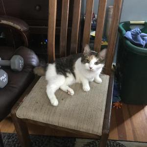 2nd Image of Daisy, Lost Cat