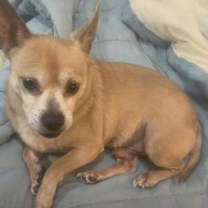 2nd Image of Nimo chihuahua boy, Lost Dog