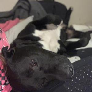 Lost Dogs In BAKERSFIELD, CA - Lost My Doggie