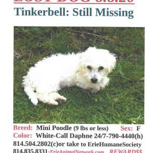 2nd Image of Tinkerbell, Lost Dog
