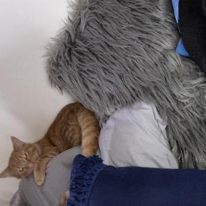 Lost Cat Stinkaman