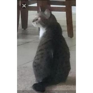 2nd Image of Sally, Lost Cat