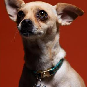 Image of Pebbles, Lost Dog