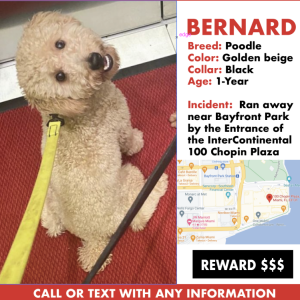 Lost Dog Bernard