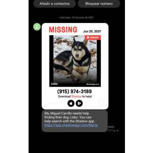 Lost Dog Lobo