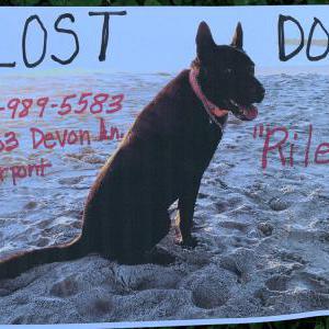 2nd Image of Riley, Lost Dog