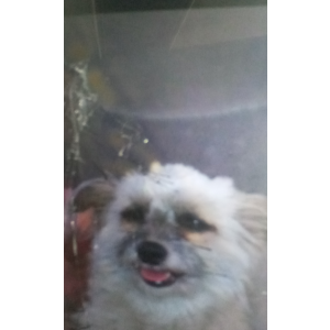 2nd Image of Paola, Lost Dog
