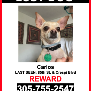 Lost Dog Carlos