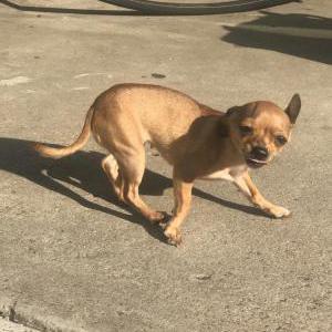 Lost Dog Chikis