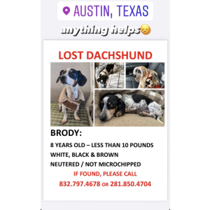 Lost Dog Brody