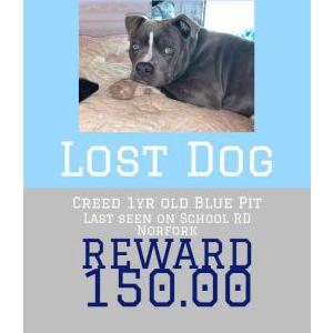 Lost Dog Creed