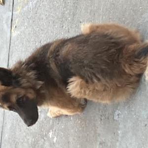 Lost Dog Lily Pineda