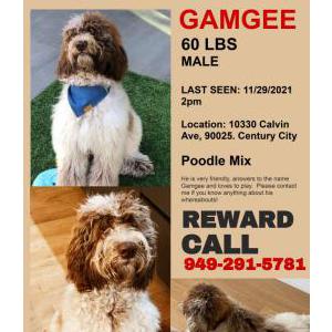 2nd Image of Gamgee, Lost Dog