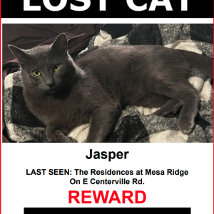 Lost Cat Jasper
