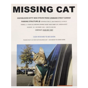 Lost Cat Minnelusa