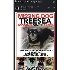 Lost Dog Treesea