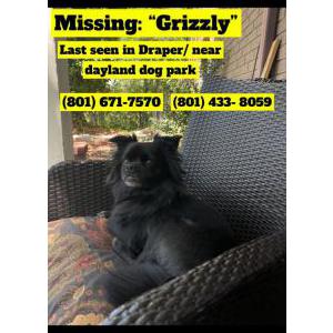 Lost Dog Grizzly