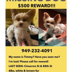 2nd Image of Timmy, Lost Dog