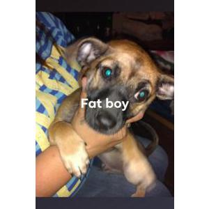 Lost Dog Fat boy