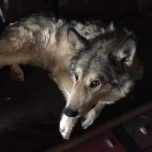 Image of Wolfster, Lost Dog