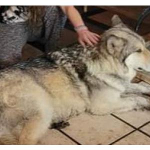 2nd Image of Wolfster, Lost Dog