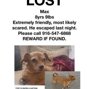 2nd Image of MAX, Lost Dog