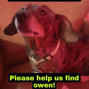 Lost Dog Owen