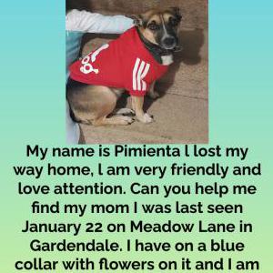 Lost Dog Pimenta