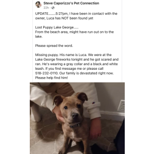 Lost Dog Luca