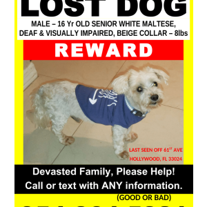 Lost Dog Pablo