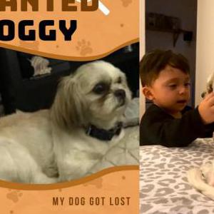 Lost Dog Peggu
