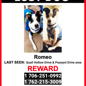 Lost Dog Romeo