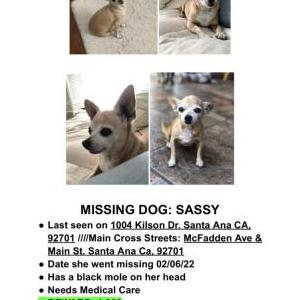 Lost Dog Sassy L.