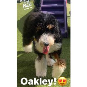 Lost Dog Oakley