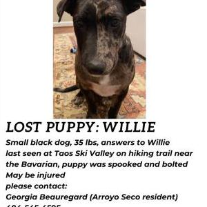 Lost Dog Willie