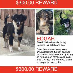 Lost Dog Edgar