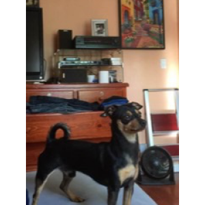 2nd Image of Chitto, Lost Dog