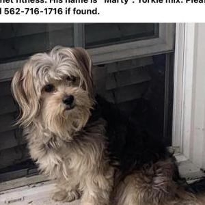 Image of MARTY, Lost Dog