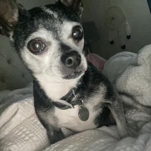 Image of Shadie, Lost Dog