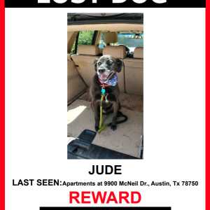 Image of Jude, Lost Dog