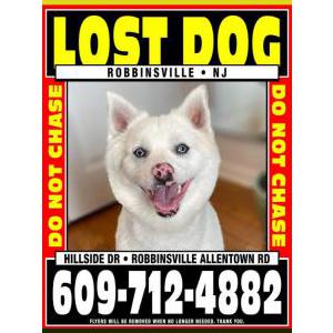 Lost Dog Kai