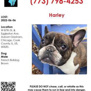 Lost Dog Harley