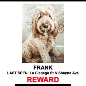 Lost Dog Frank