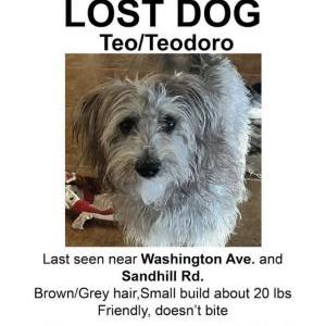 Lost Dog Teo
