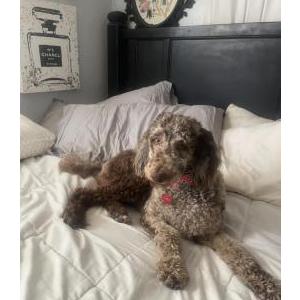 Image of Cairo, Lost Dog