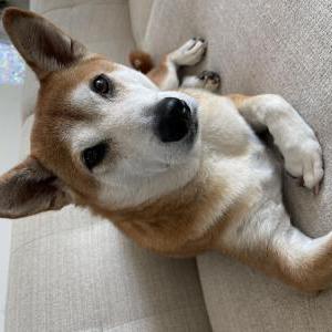 Image of Kenji, Lost Dog