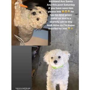 Image of Osotio, Lost Dog