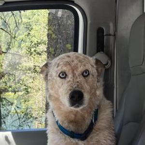 2nd Image of Hoss, Lost Dog
